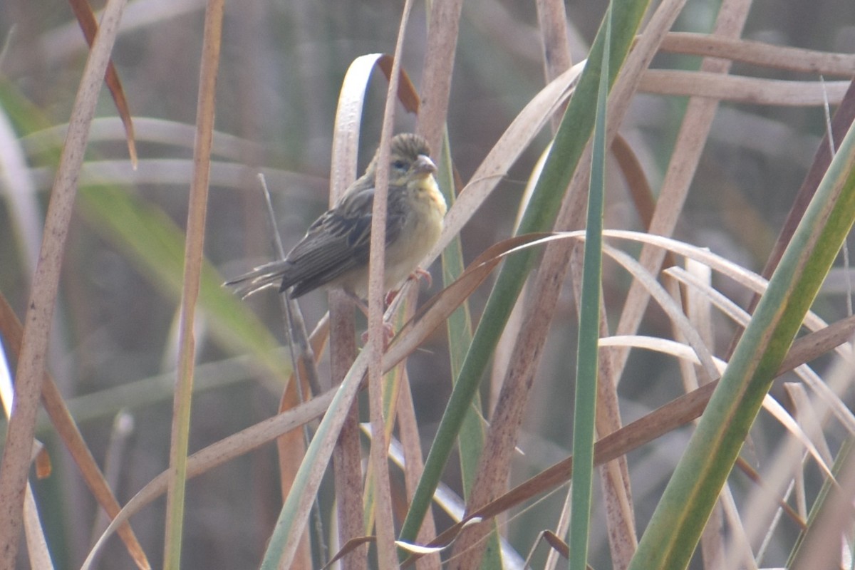 snovač indomalajský - ML647460789