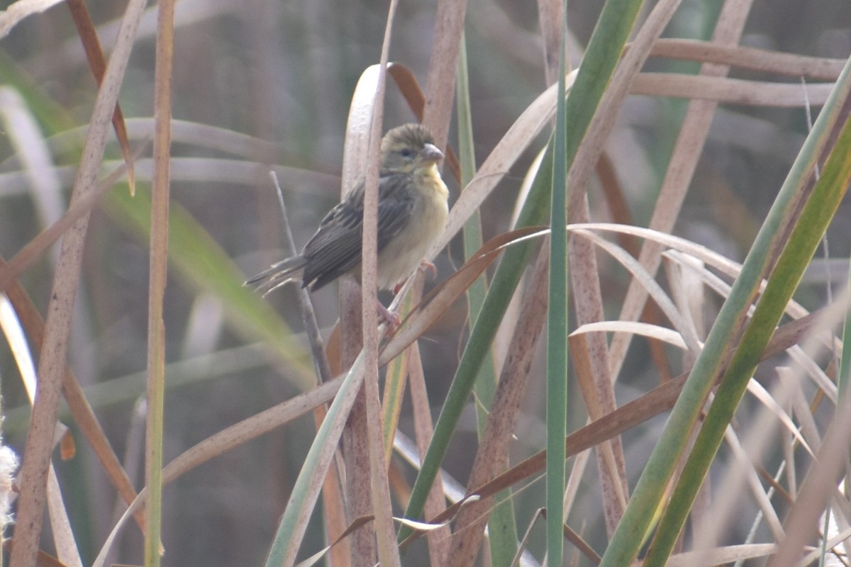 snovač indomalajský - ML647460792