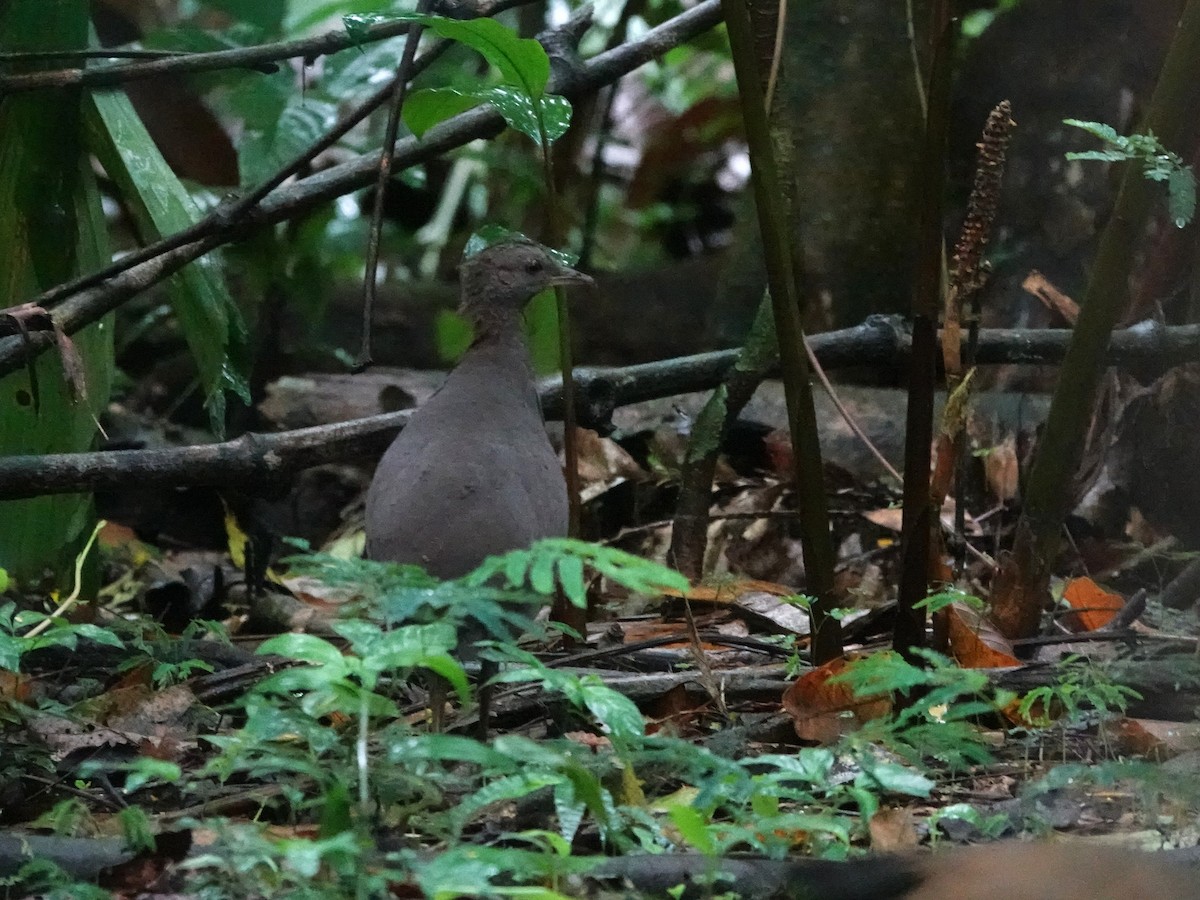 Cinereous Tinamou - ML647460797