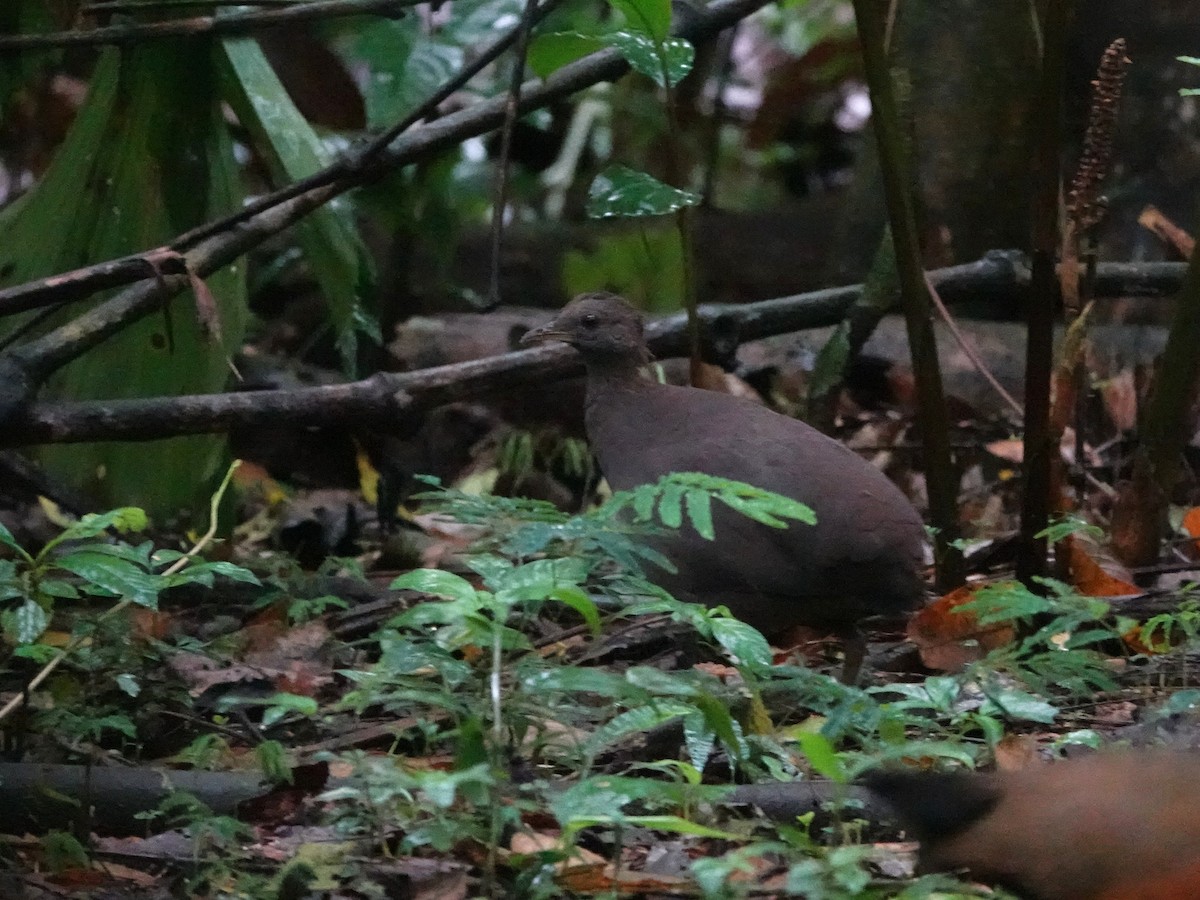 Cinereous Tinamou - ML647460798
