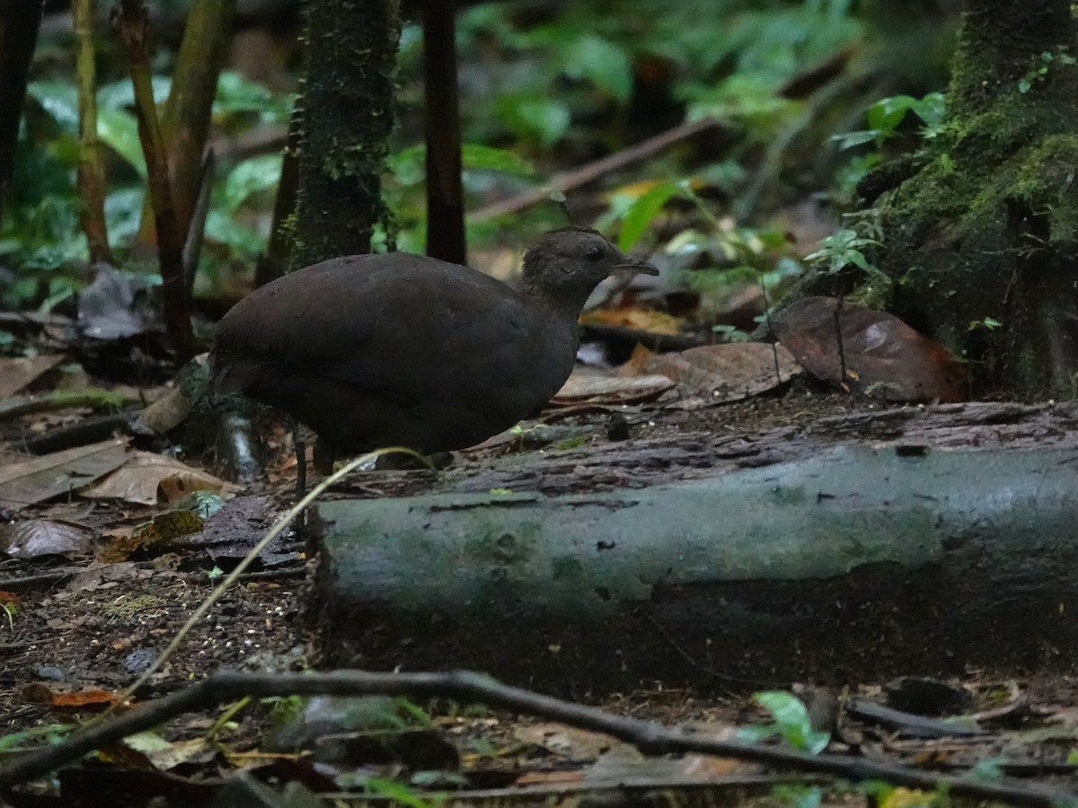 Cinereous Tinamou - ML647460802
