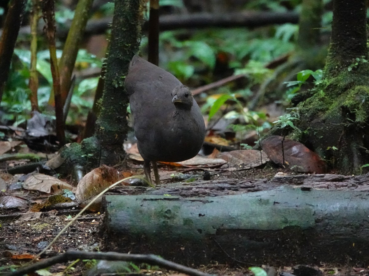 Cinereous Tinamou - ML647460803