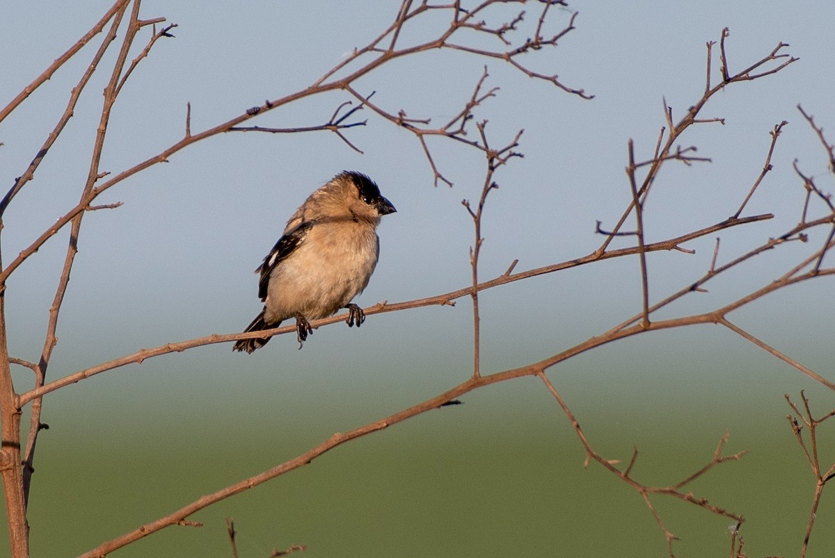 Pearly-bellied Seedeater - ML647460804