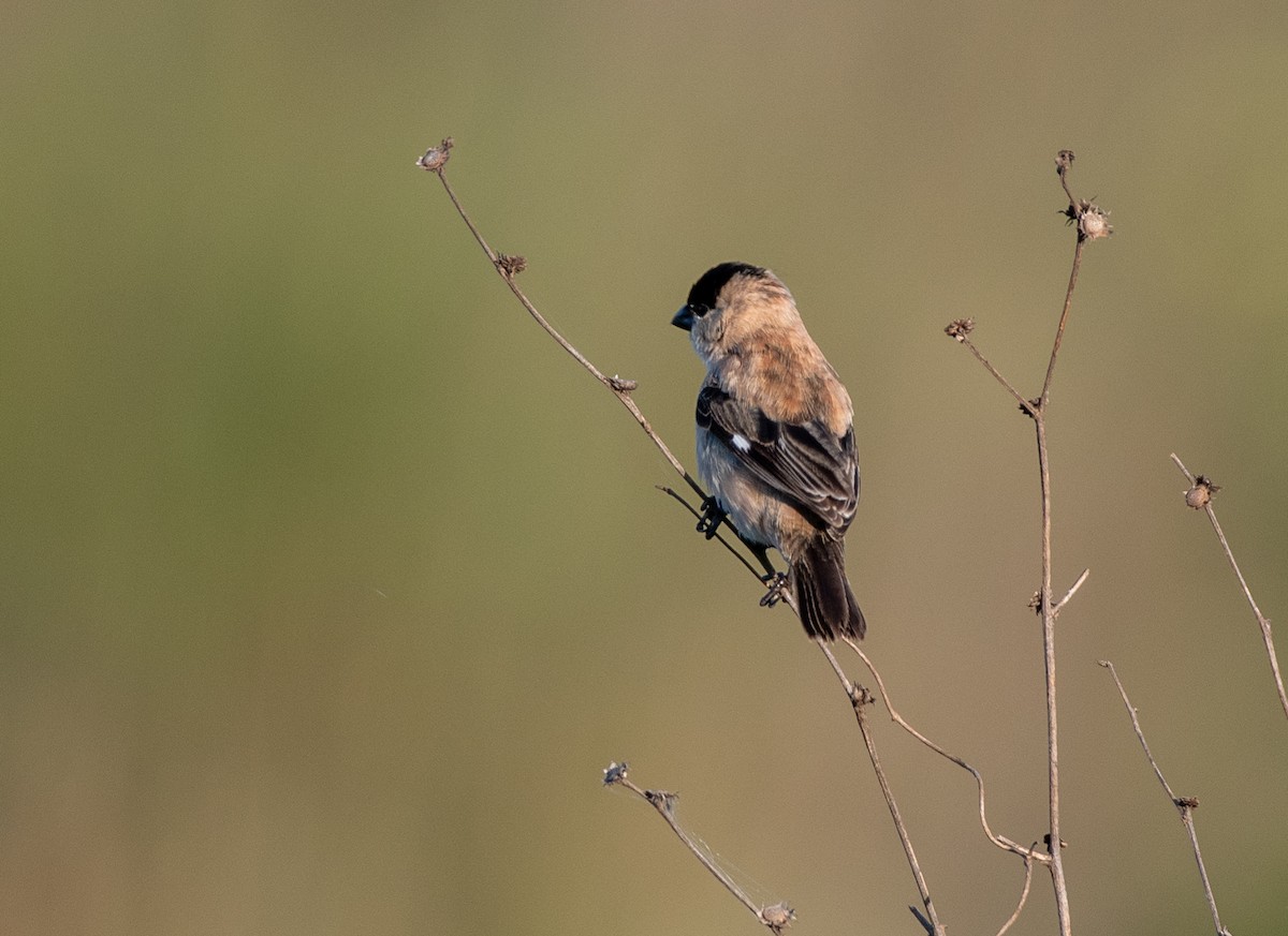 Pearly-bellied Seedeater - ML647460805