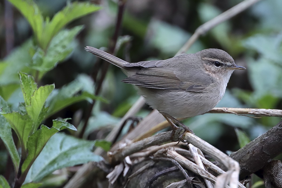 עלווית כהה - ML647460821