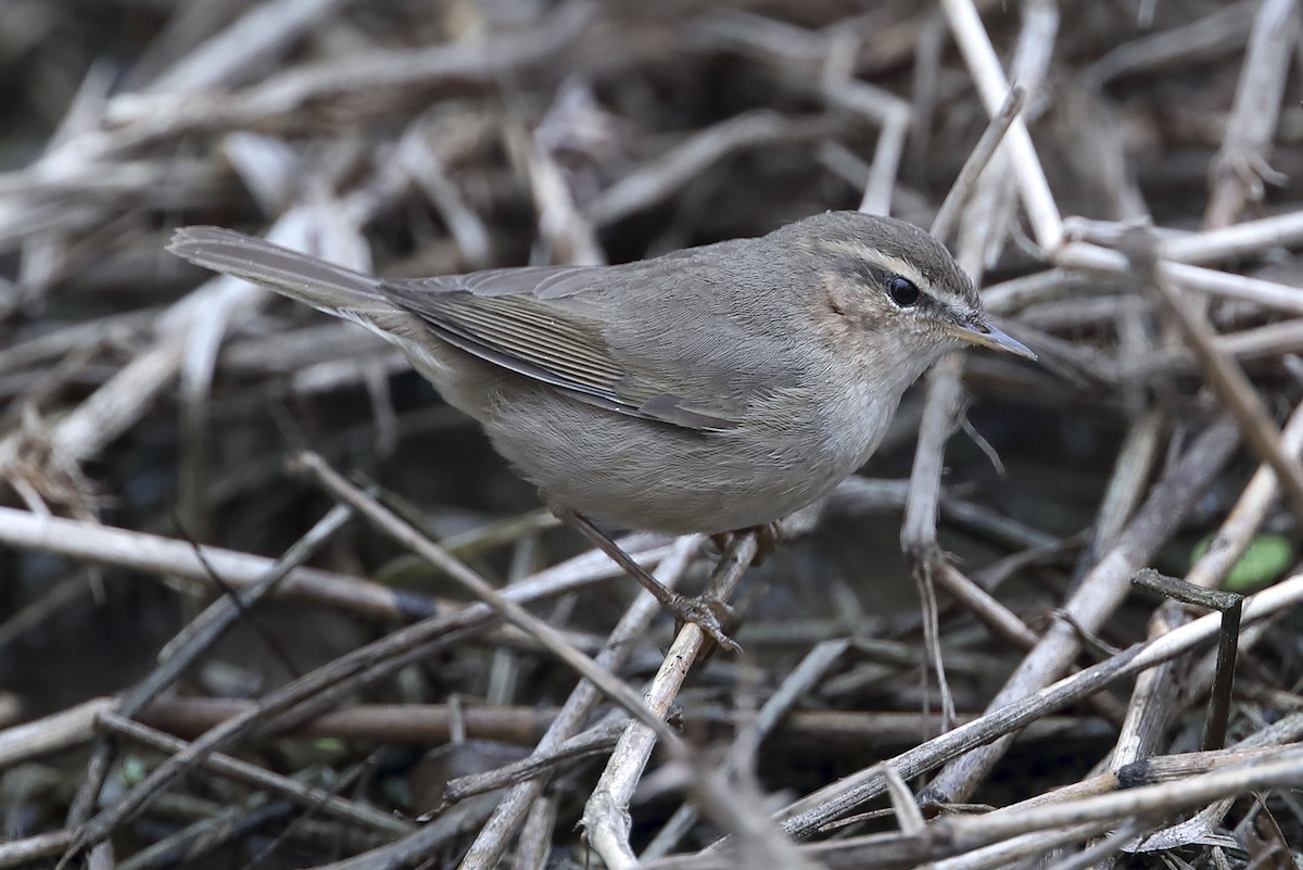 עלווית כהה - ML647460822