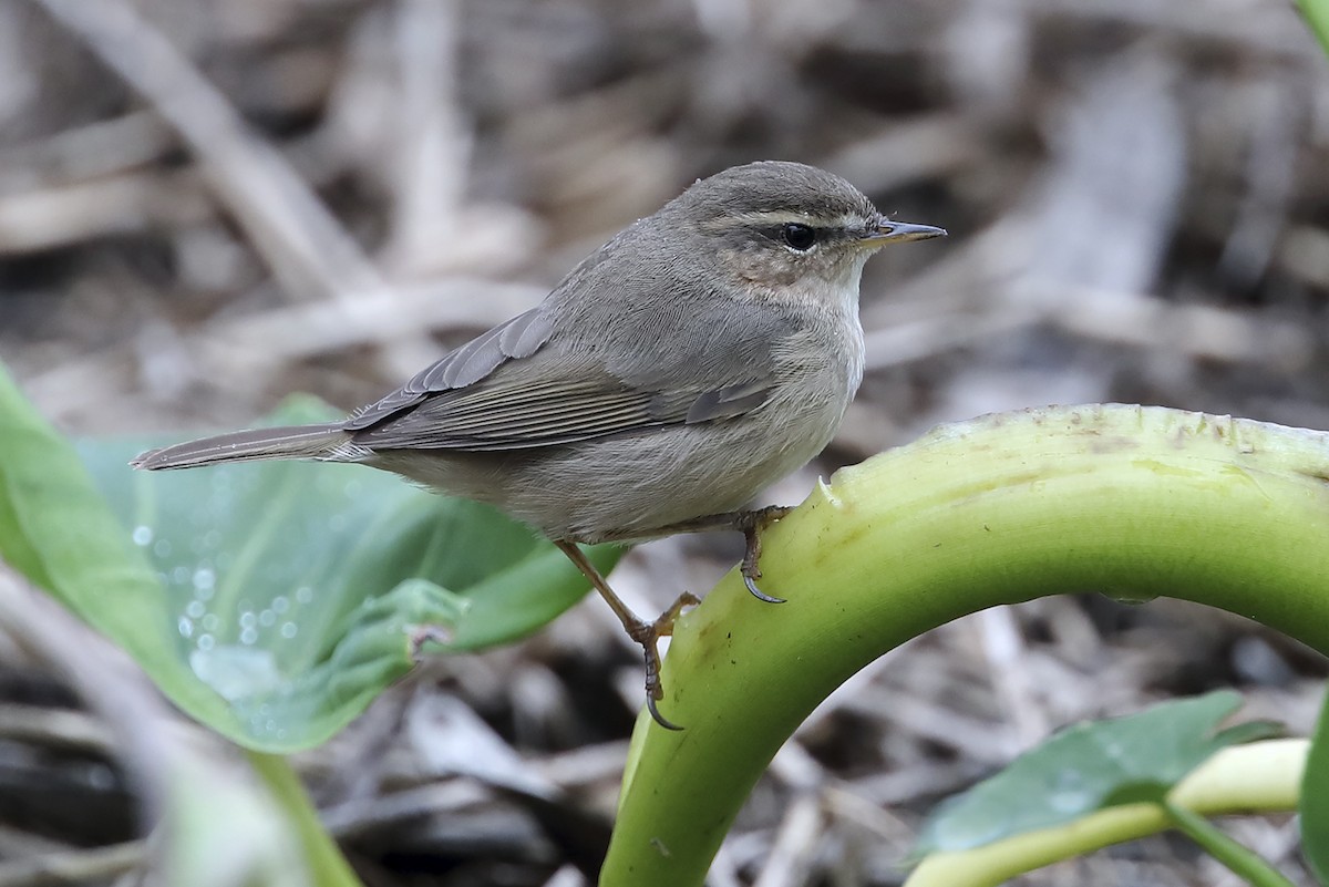 עלווית כהה - ML647460823