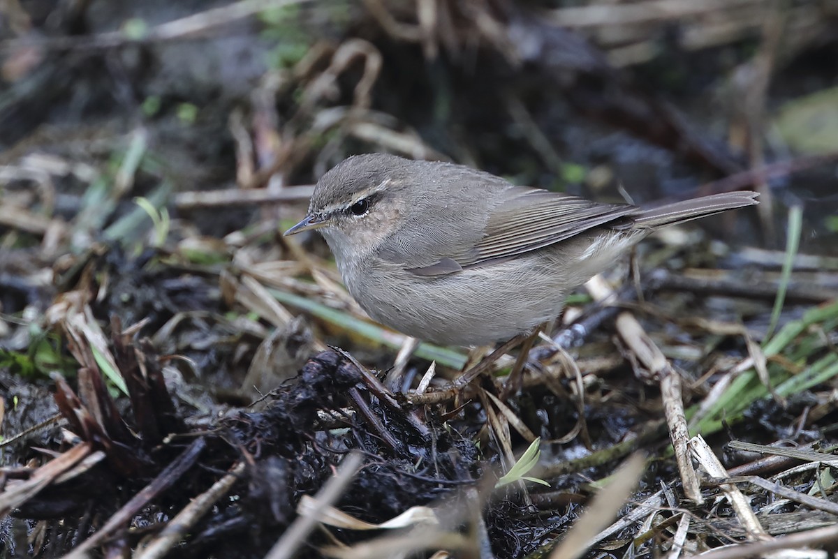 עלווית כהה - ML647460824