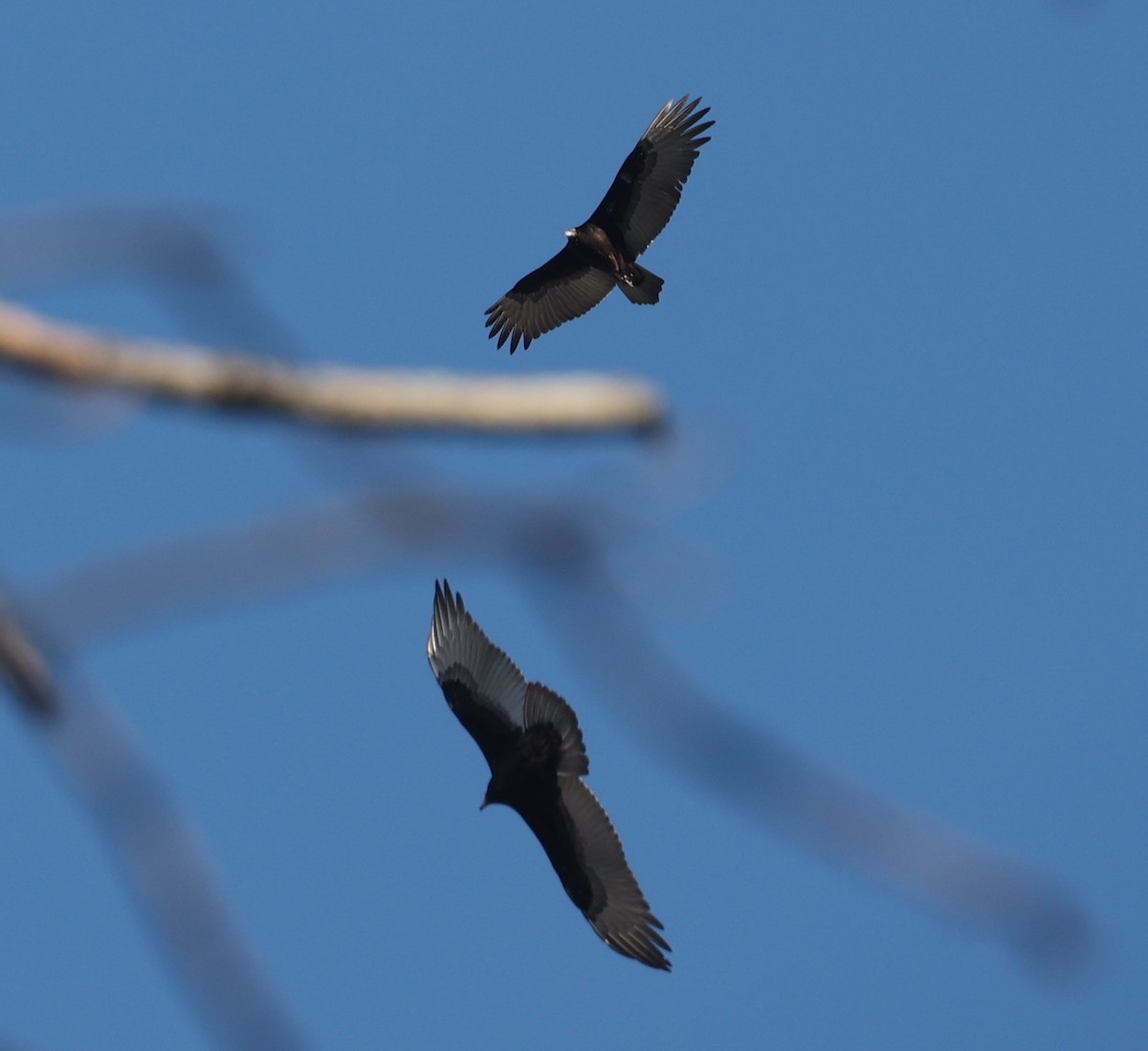 Turkey Vulture - ML647460855