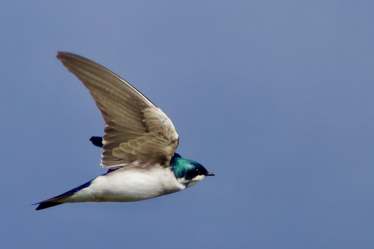 Tree Swallow - ML647460864