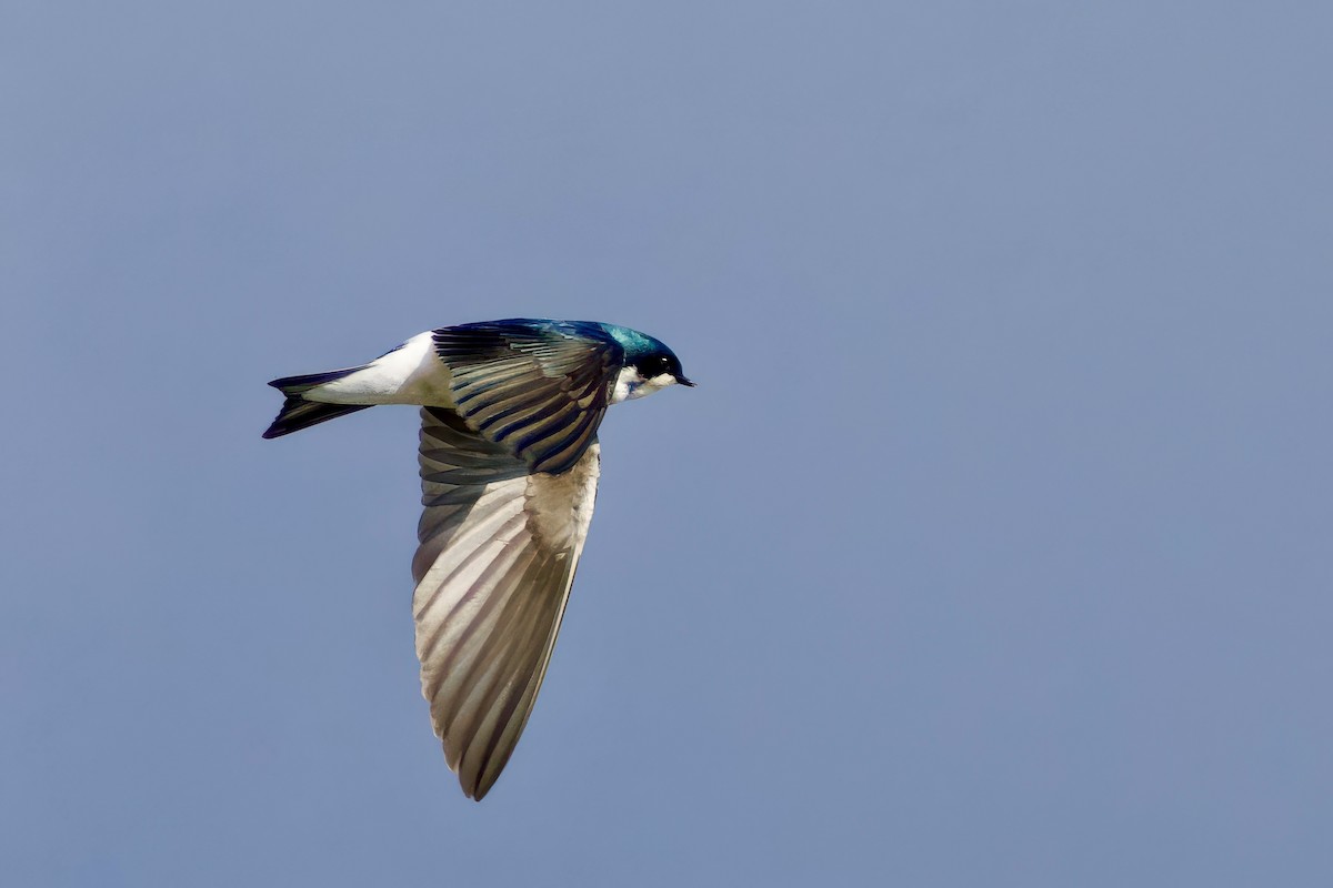 Tree Swallow - ML647460865
