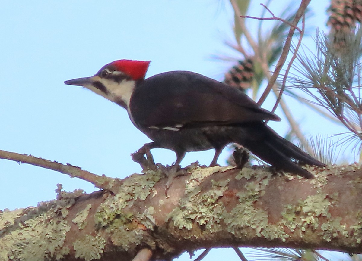 Pileated Woodpecker - ML647460915