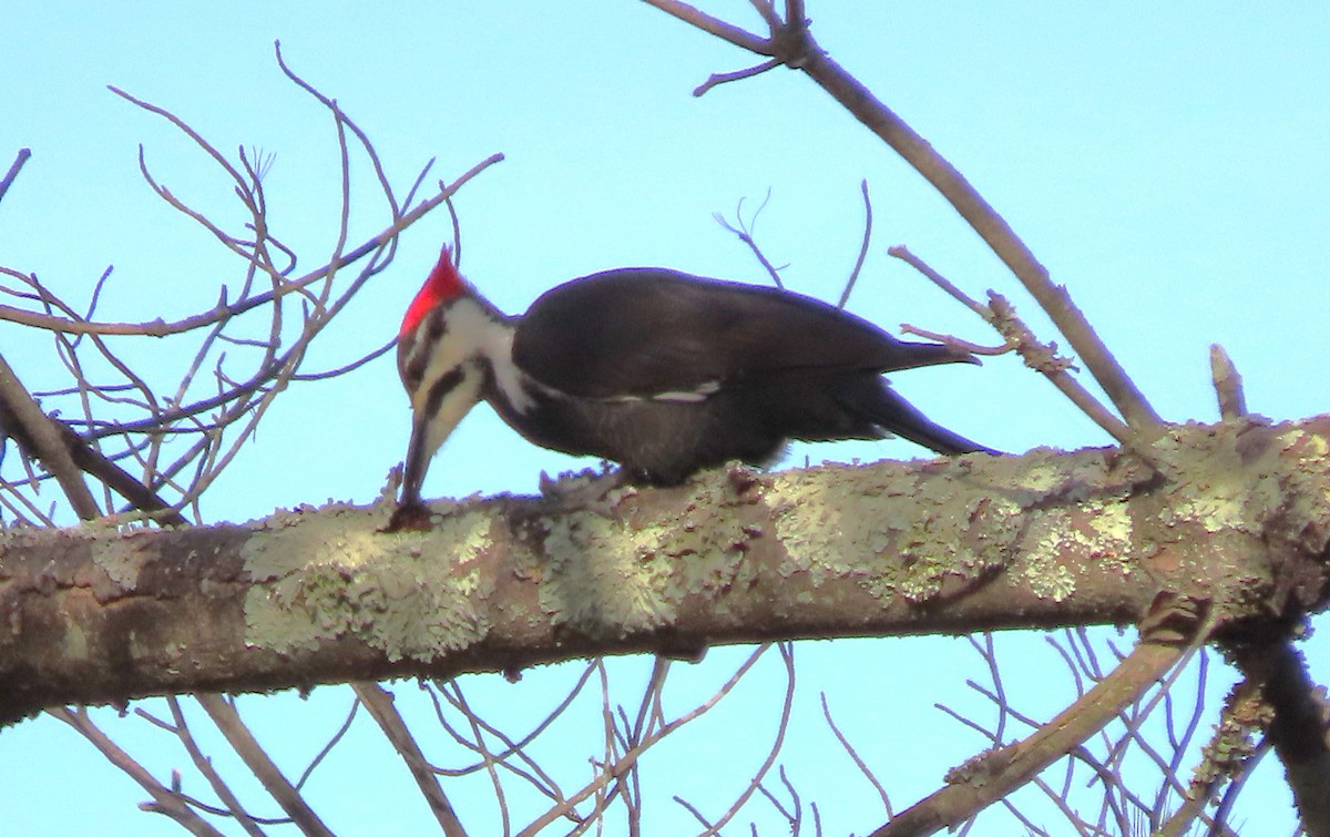 Pileated Woodpecker - ML647460922