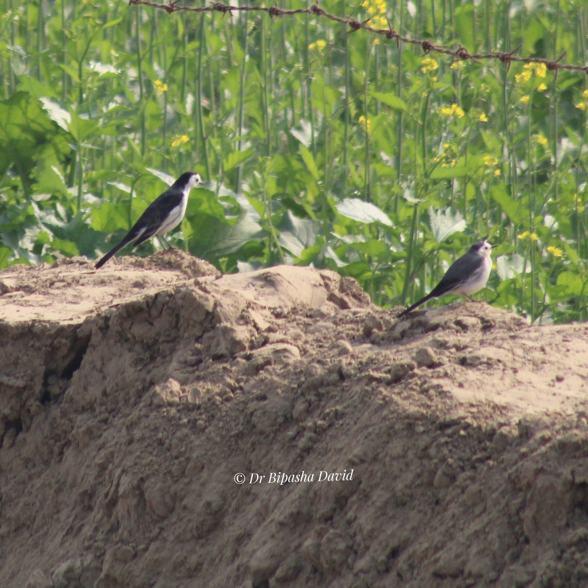 konipas bílý - ML647460926