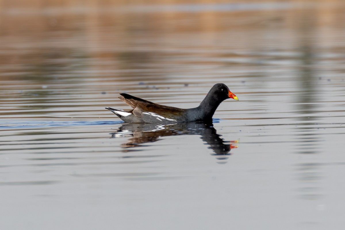 Курочка латиноамериканська - ML647460927