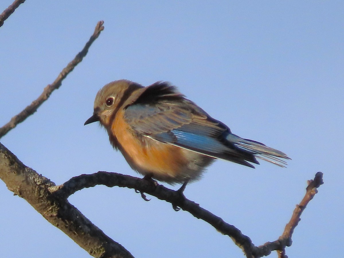 Eastern Bluebird - ML647460929