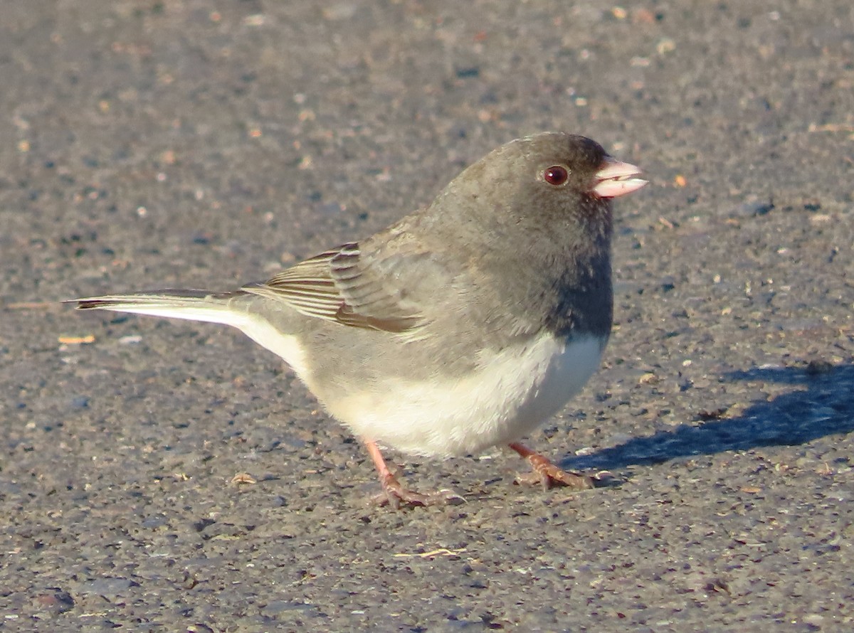 Dark-eyed Junco - ML647460934