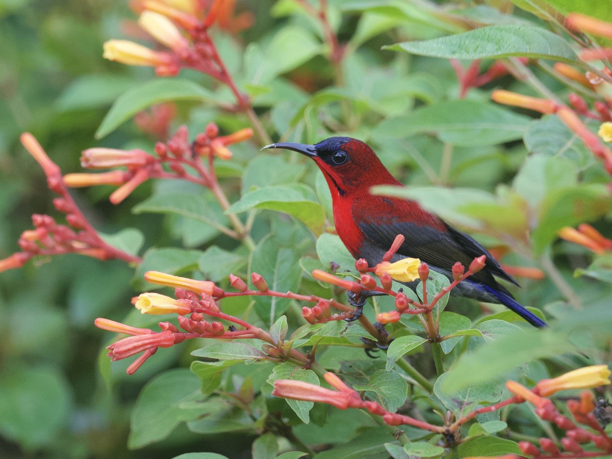 Crimson Sunbird - ML647460957