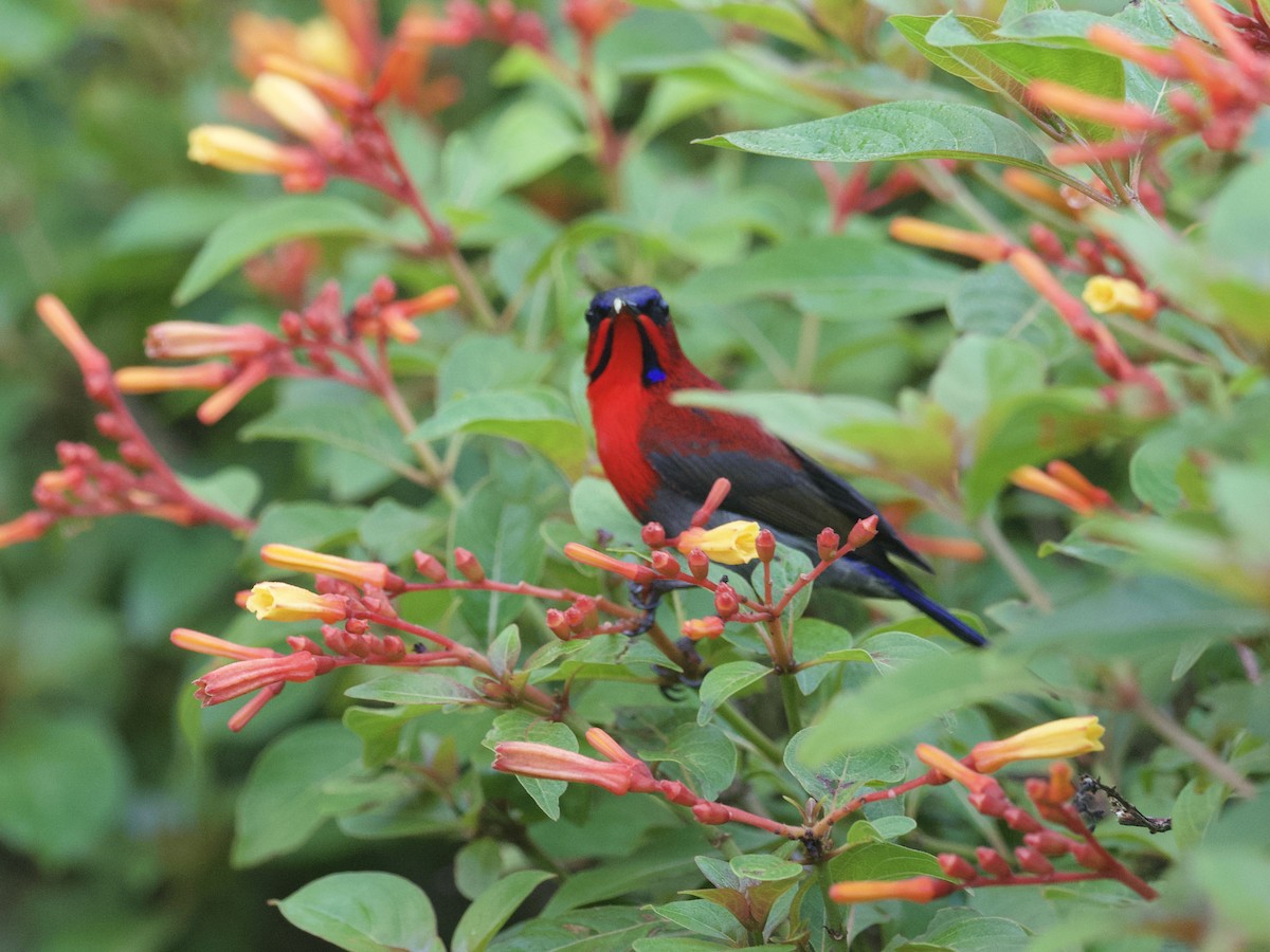 Crimson Sunbird - ML647460958