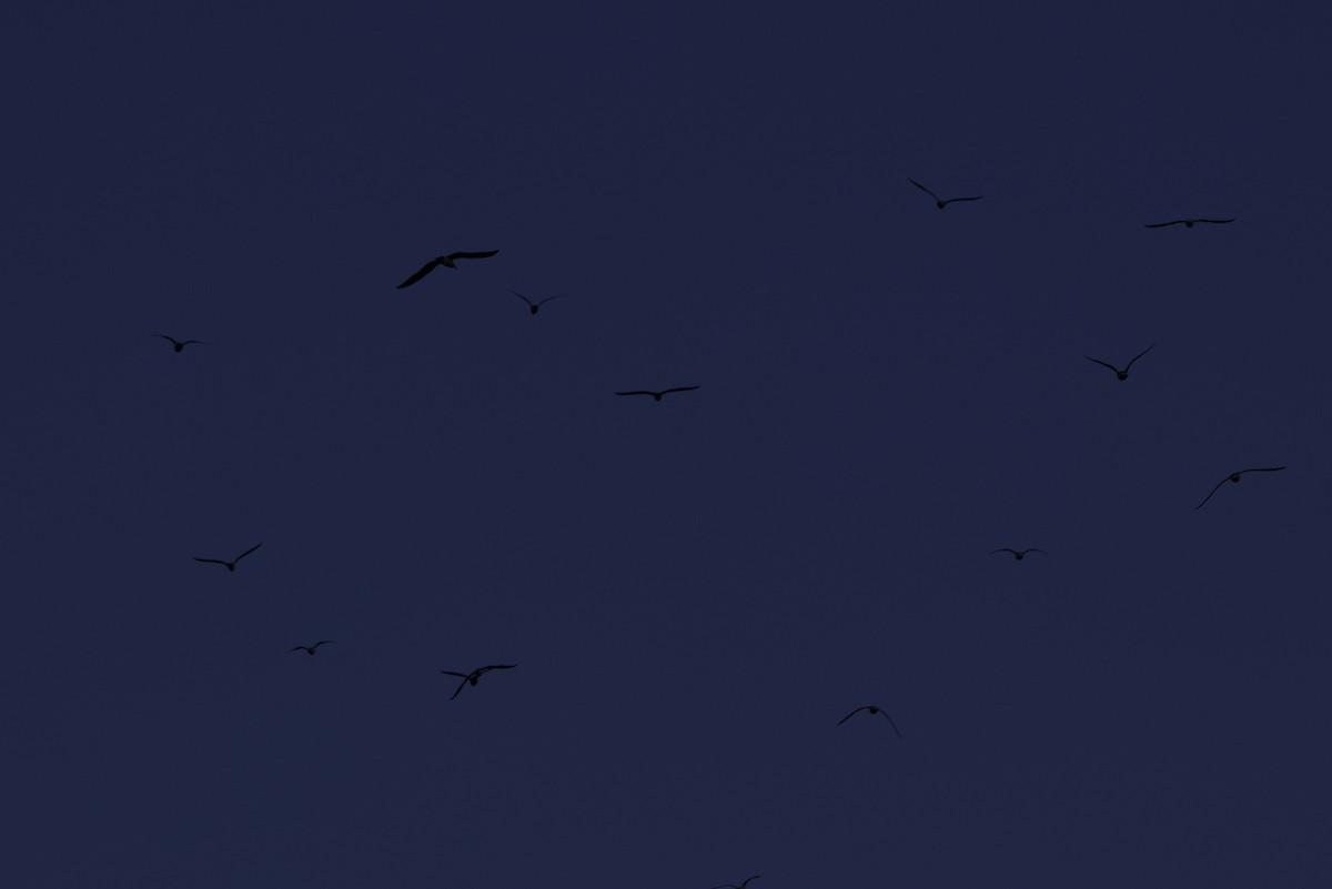 שחף בלתי-מזוהה - ML647460959