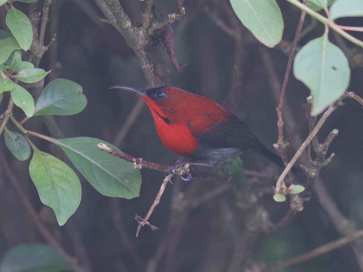 Crimson Sunbird - ML647460960