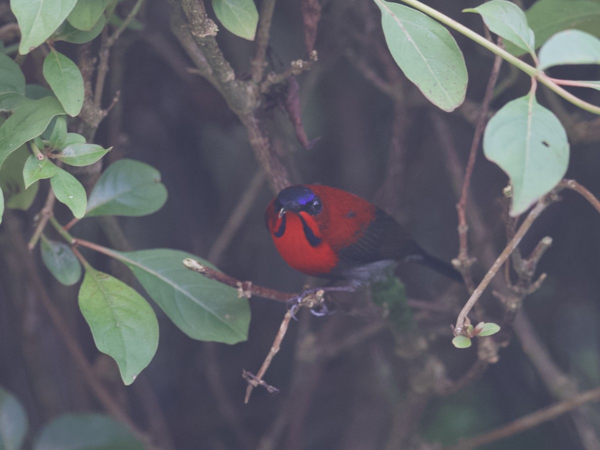 Crimson Sunbird - ML647460961