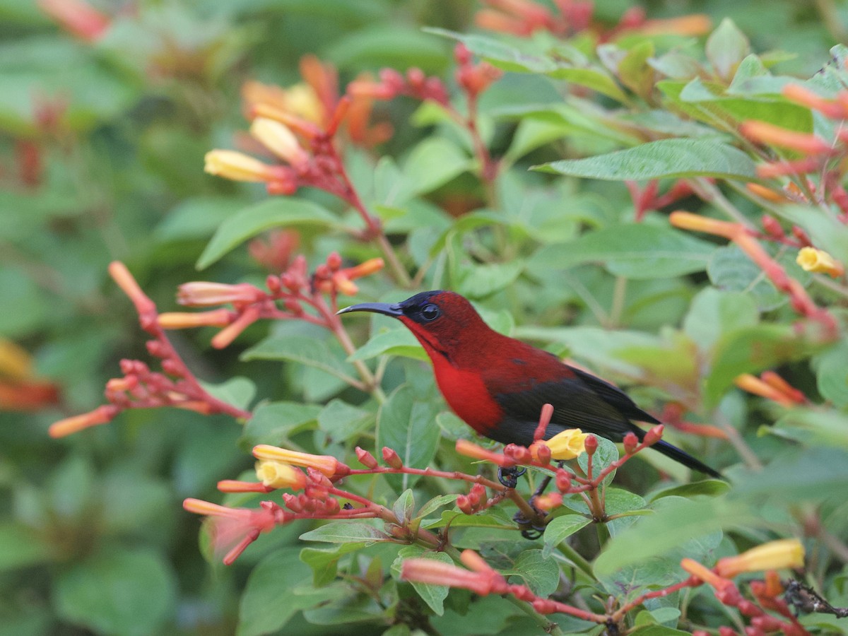 Crimson Sunbird - ML647460962
