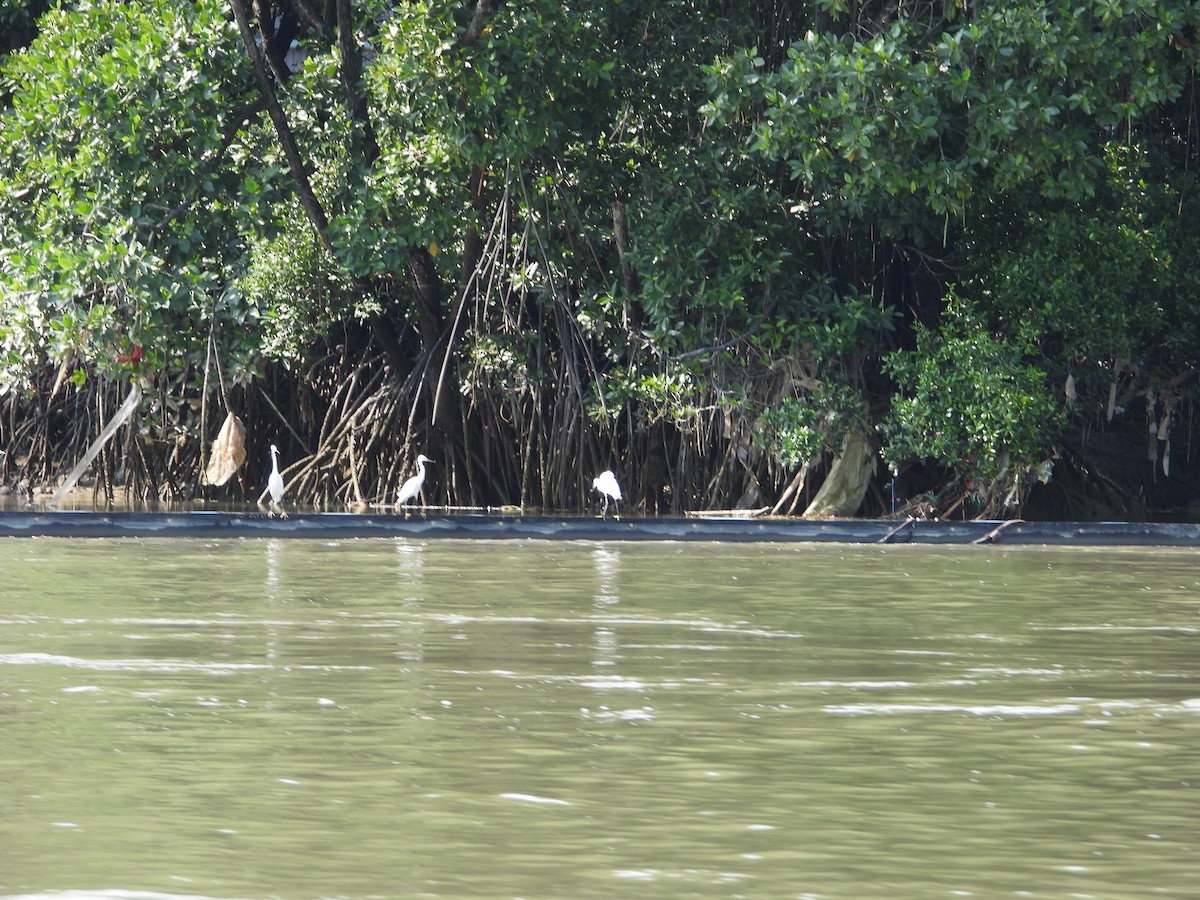 Little Egret - ML647461005