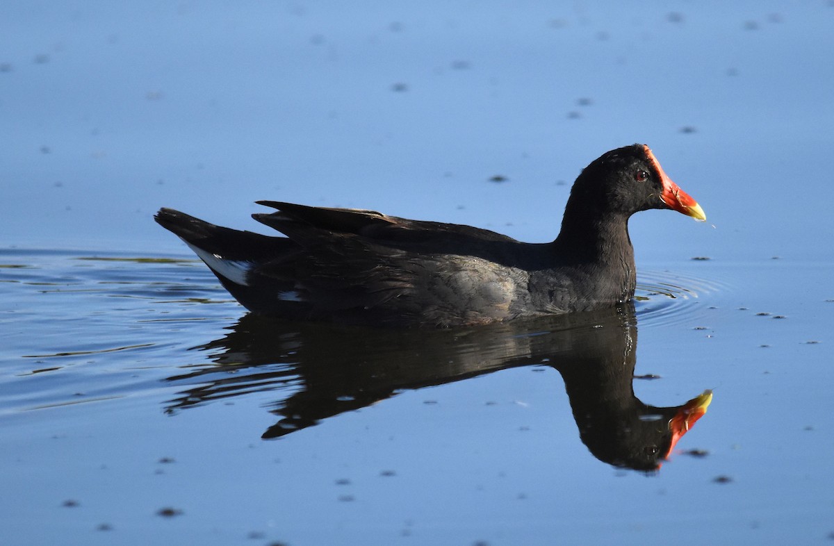 Курочка латиноамериканська - ML647461016