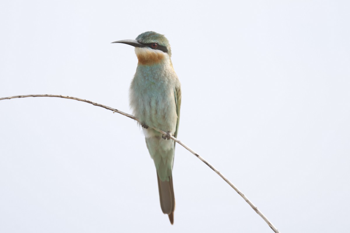 vlha modrolící - ML647461040