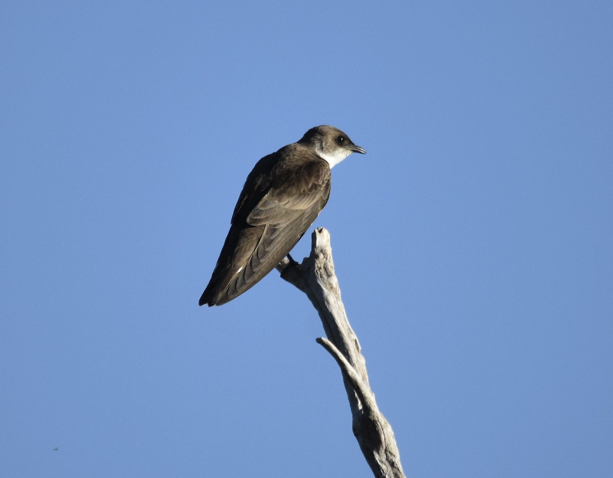 Brown-chested Martin - ML647461054