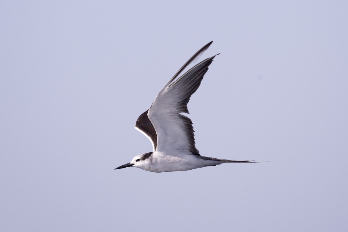 Sterne bridée - ML647461058