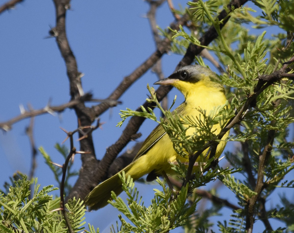 Southern Yellowthroat - ML647461070