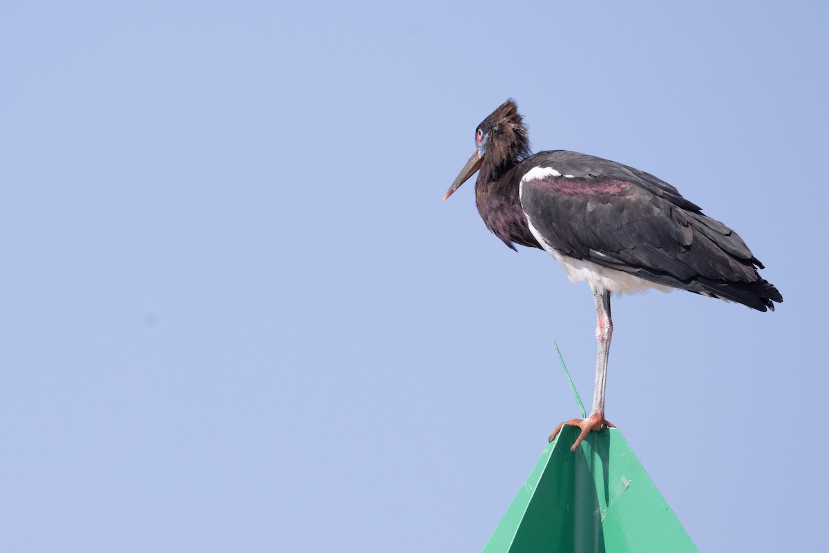 Abdim's Stork - ML647461106