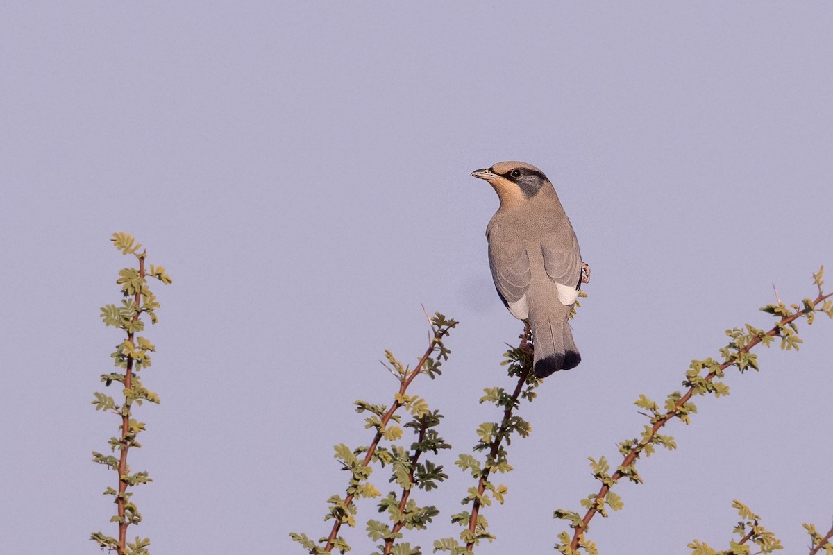 Hypocolius - ML647461118