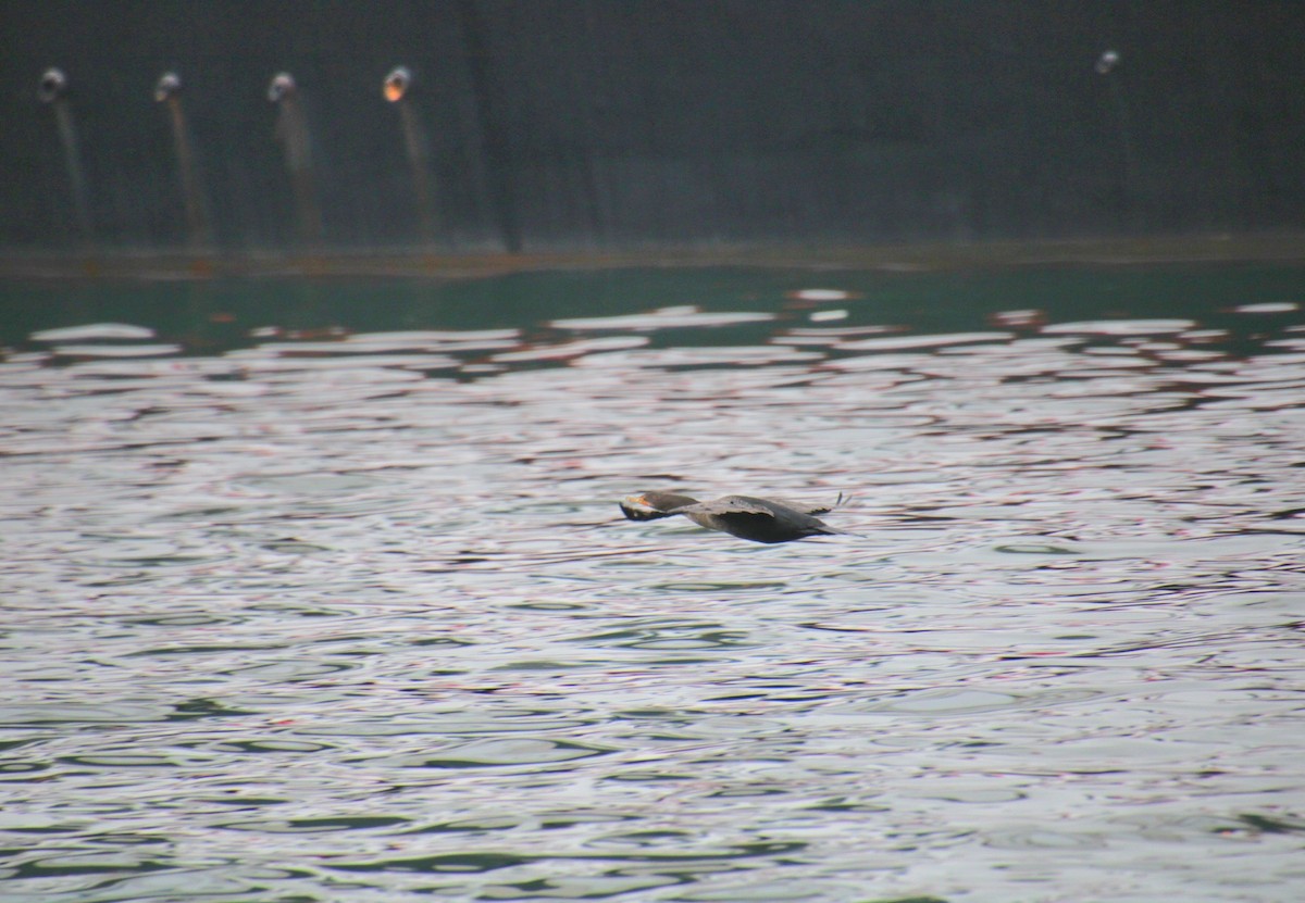 Ушастый баклан - ML647461158