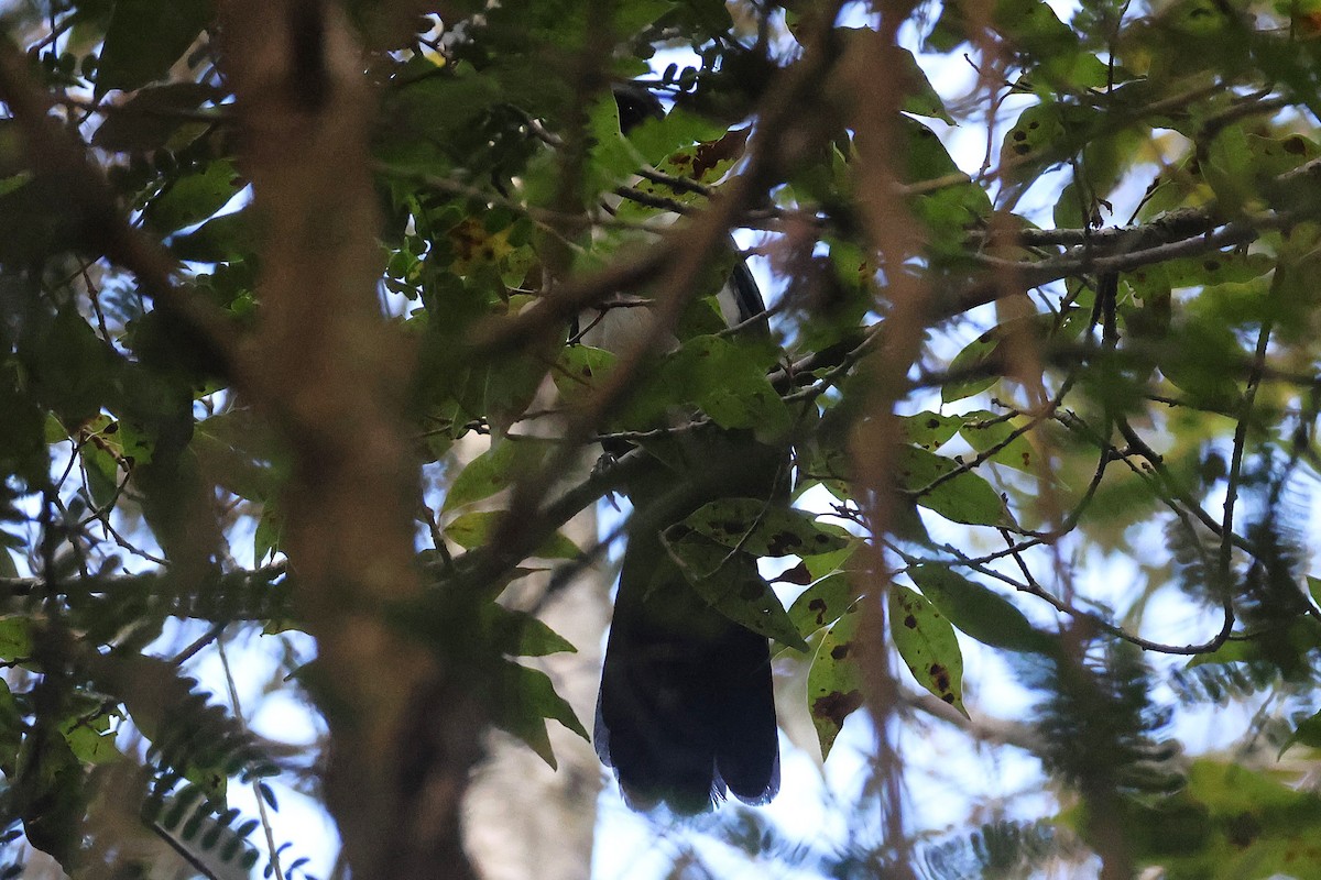 Mulato Pechiblanco - ML647461162