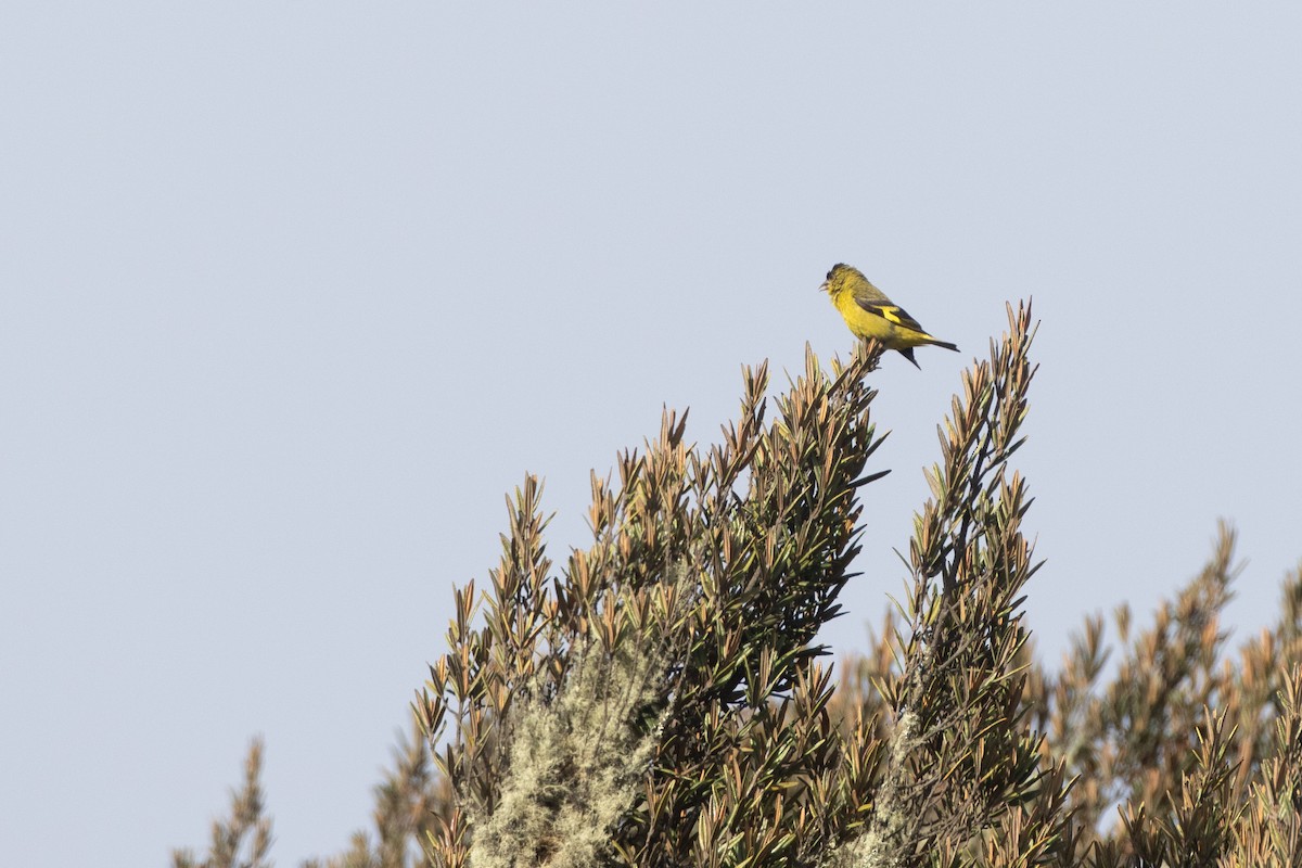 Andean Siskin - ML647461169