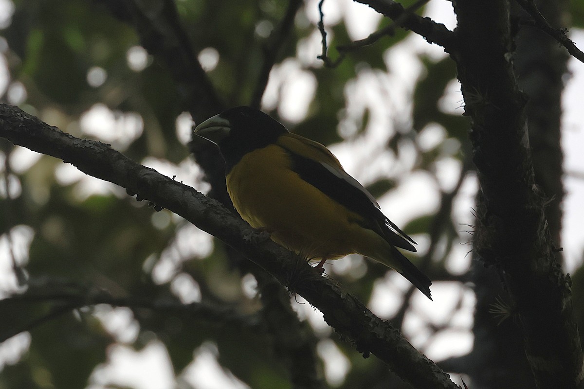 Kapuzenkernbeißer - ML647461198