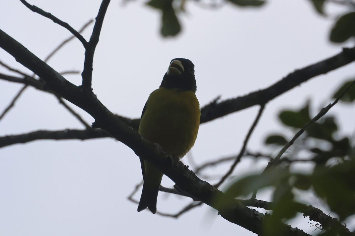 Kapuzenkernbeißer - ML647461199