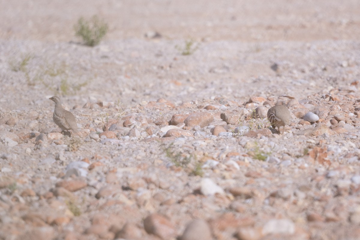 Sand Partridge - ML647461208