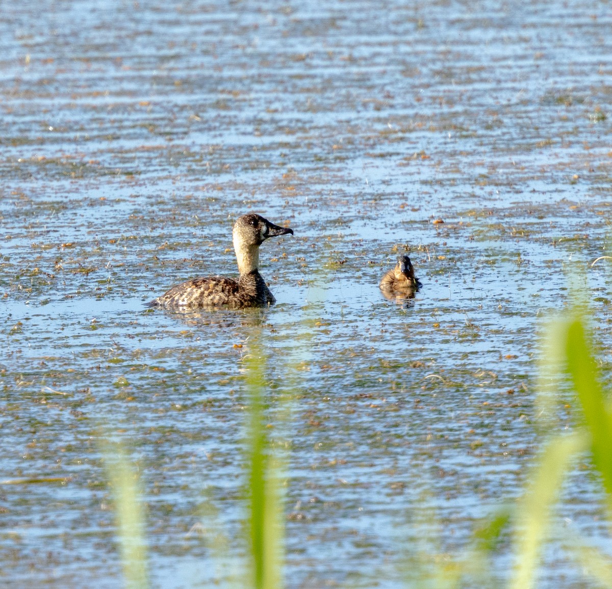 Pato Dorsiblanco - ML647461209