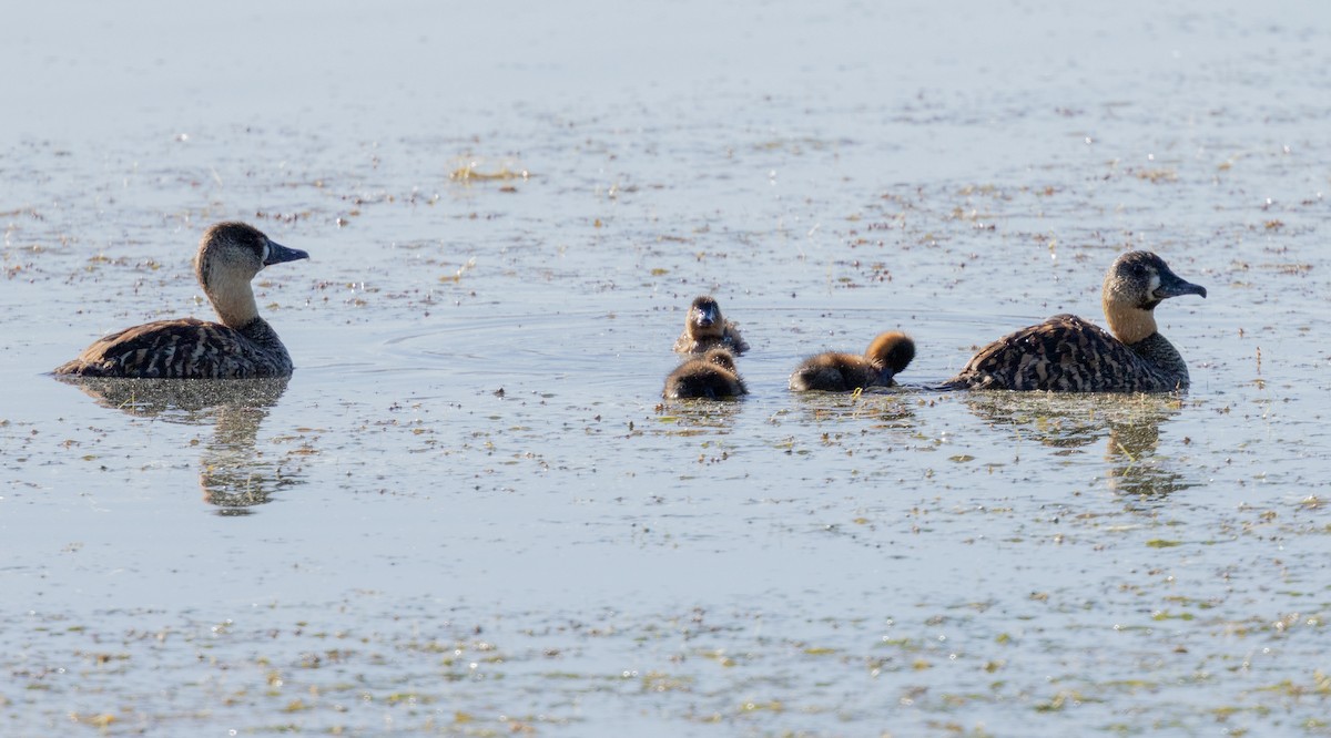 Pato Dorsiblanco - ML647461210