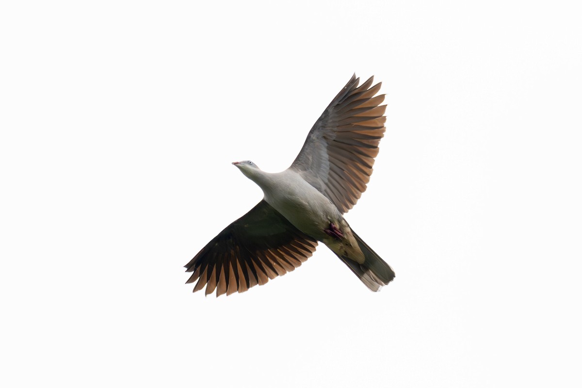 Mountain Imperial-Pigeon - ML647461250