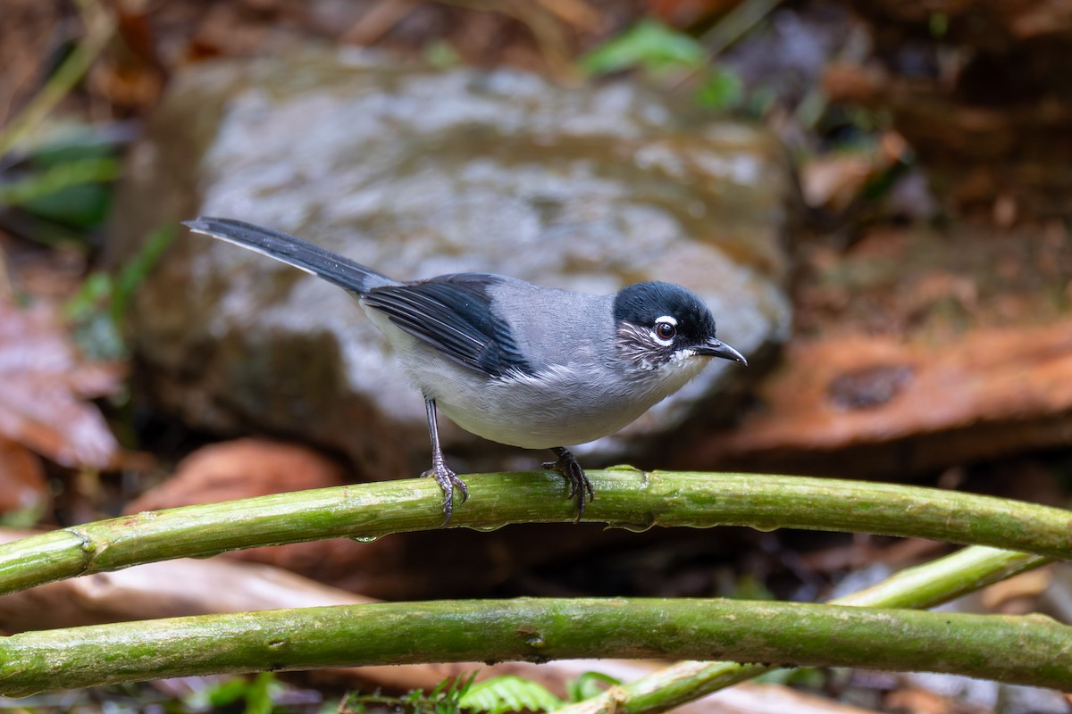 Black-headed Sibia (Lang Bian) - ML647461257