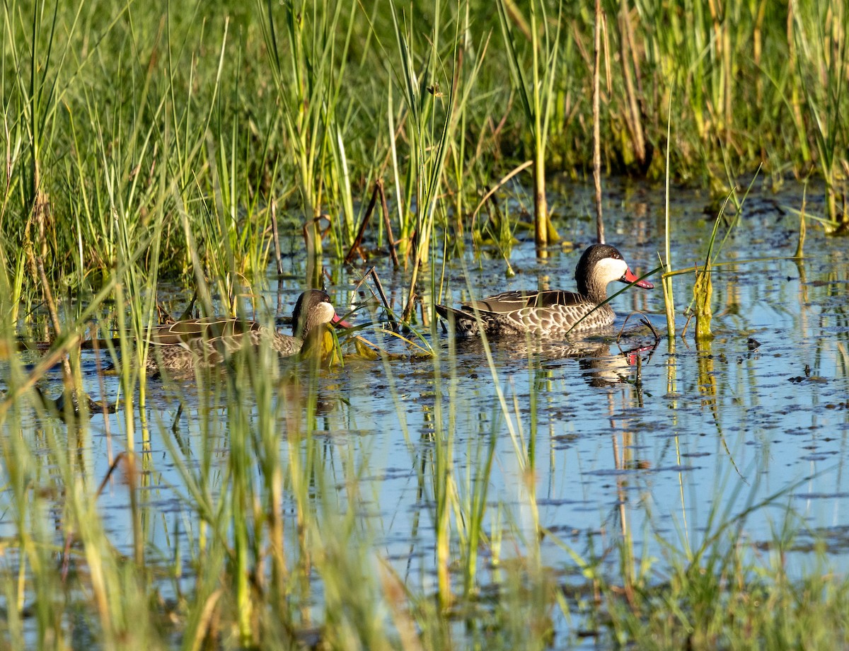 Red-billed Duck - ML647461262