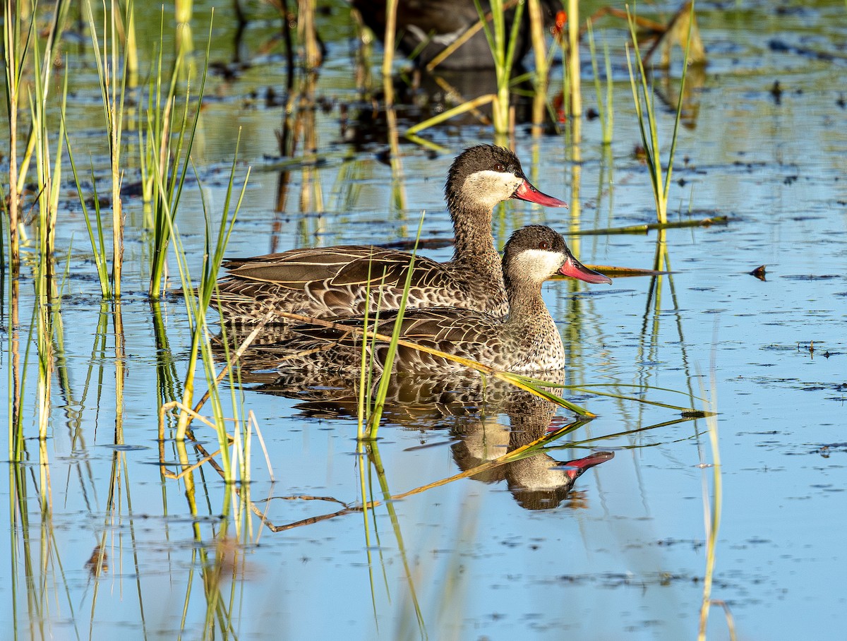 Red-billed Duck - ML647461263