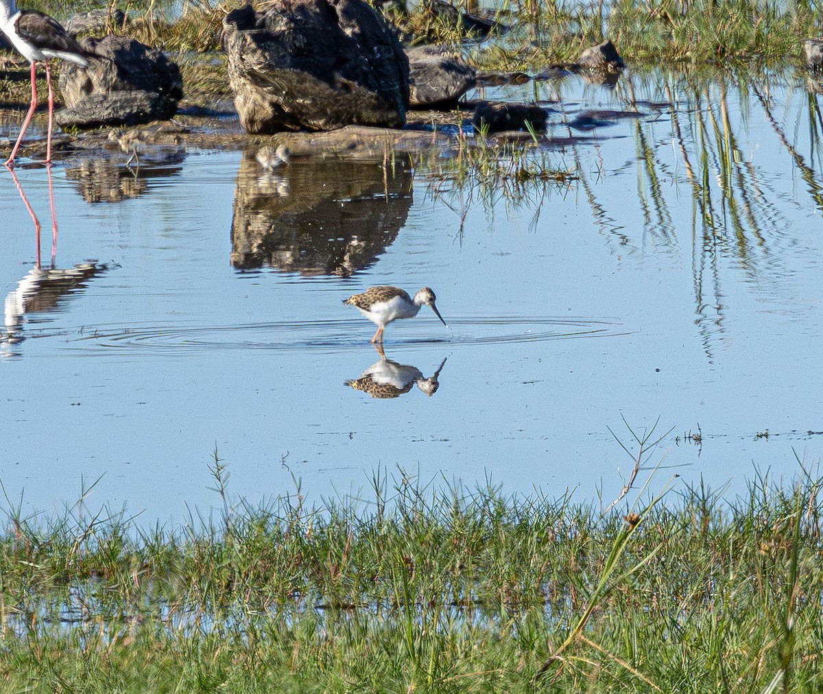 Black-winged Stilt - ML647461284