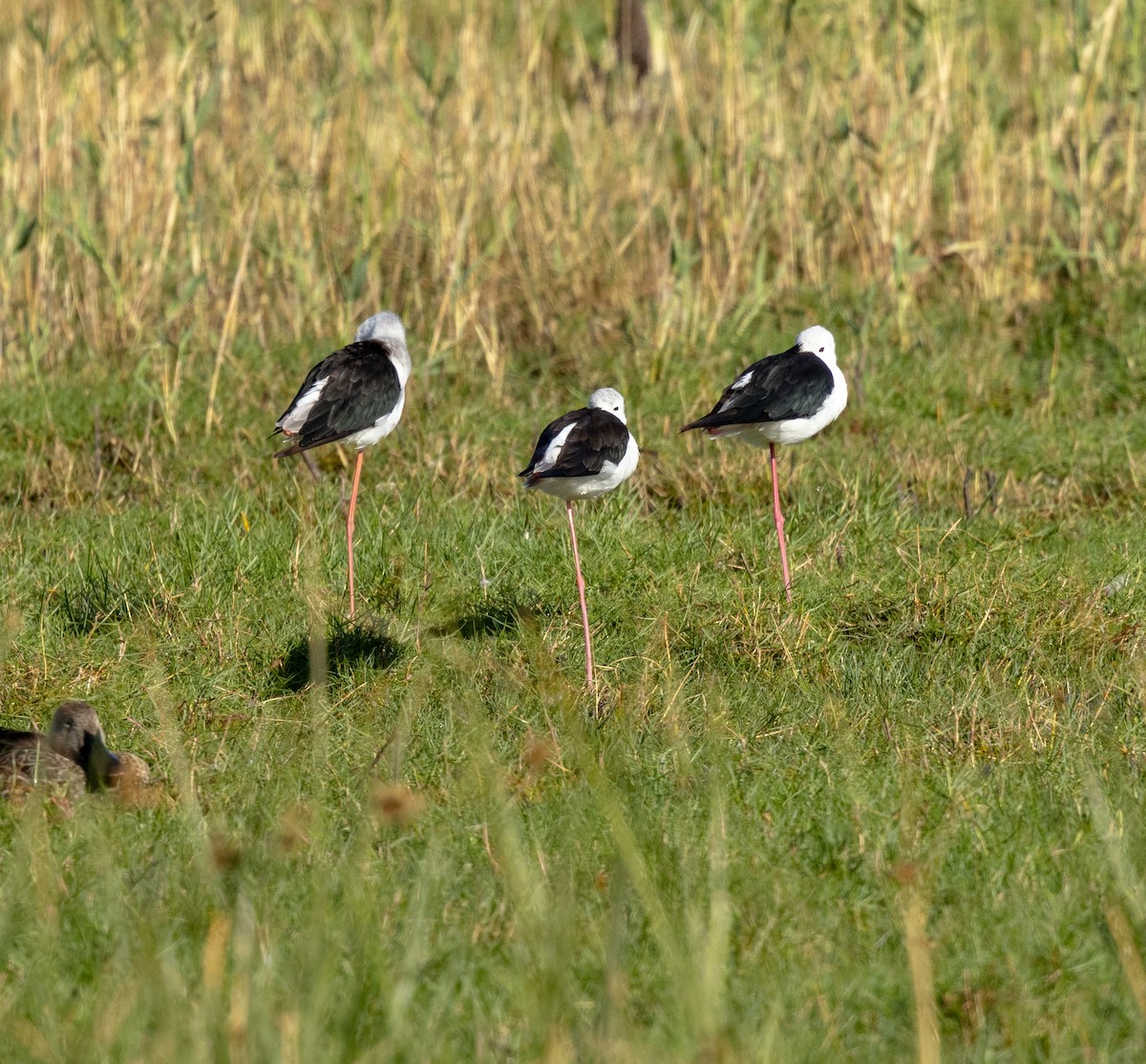 Black-winged Stilt - ML647461285