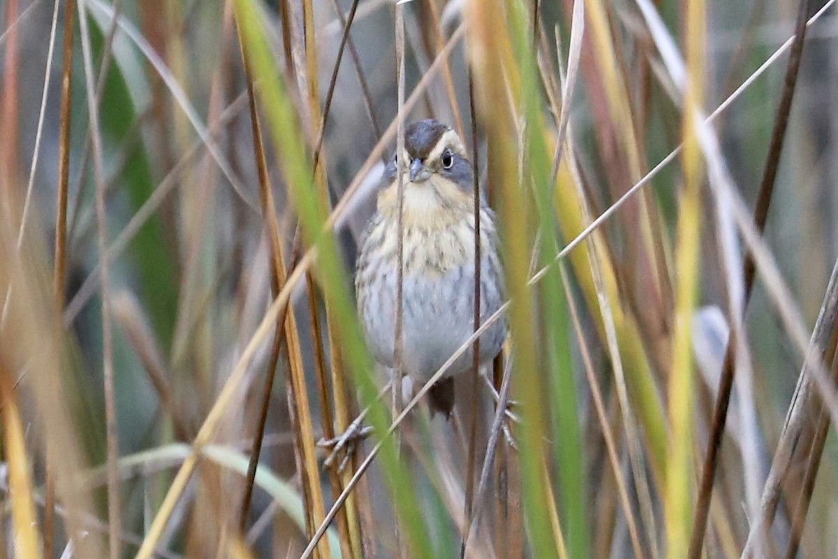 Nelson's Sparrow - ML647461295